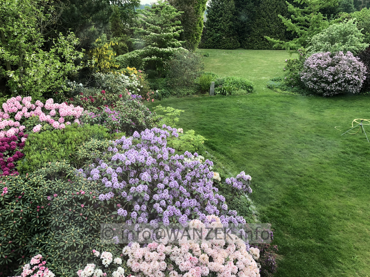 Rhododendron 04 Beet.JPG